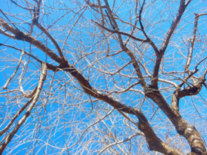 【商用・改変・無料利用可】八重桜（蕾・枝木）と春の青空 - 2018年3月10日