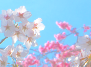 【商用・改変・無料利用可】2018年3月27日 - 2017年4月に撮影の桜・八重桜の花