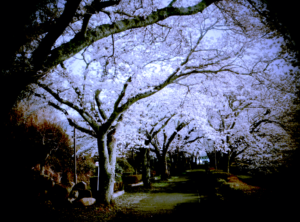 【商用・改変・無料利用可】2018年3月29日 - 桜並木（開花）と歩道