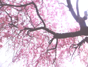 【商用・改変・無料利用可】2018年4月2日 - 八重桜（満開）と空