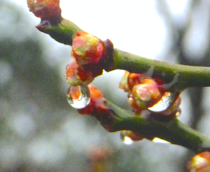 【商用・改変・無料利用可】春の予感：梅蕾と雨の雫 - 2018年3月5日