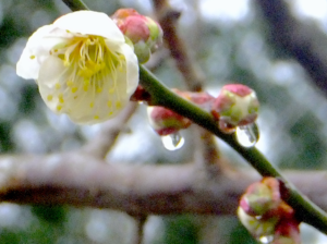 【商用・改変・無料利用可】2018年3月16日 - 白梅の開花と雨の雫