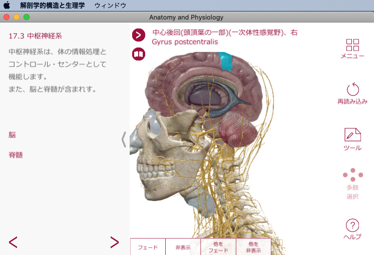 解剖学アプリがスゴイ：解剖学的構造と生理学（Visible Body）脳領域 中心後回（一時体性感覚野）の表示