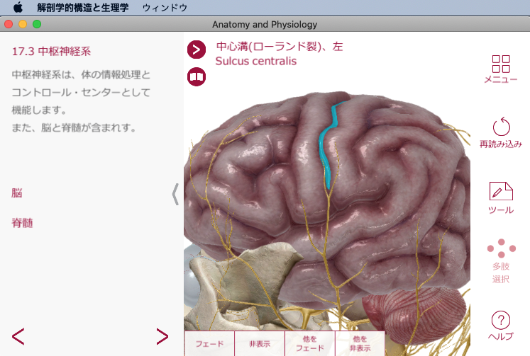 解剖学アプリがスゴイ：解剖学的構造と生理学（Visible Body）脳領域（中心溝 ローランド裂）の表示