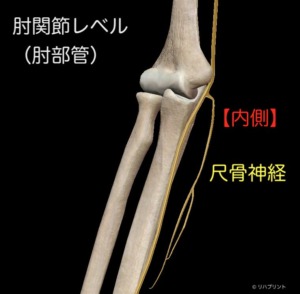 尺骨神経：肘部管レベルの走行（肘関節内側） - リハプリント