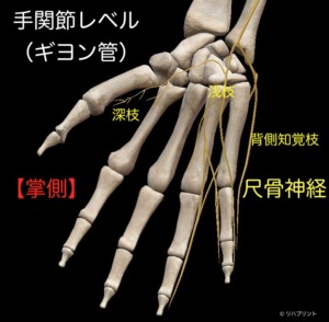 尺骨神経：手関節レベルの走行（掌側）- リハプリント